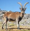 Spanish Ibex (Capra pyrenaica) - Wiki