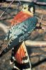 American Kestrel (Falco sparverius) - Wiki