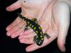 Spotted Salamander (Ambystoma maculatum) - Wiki