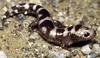 Marbled Salamander (Ambystoma opacum) - Wiki