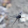 Black Widow Spider (Latrodectus sp.) - Wiki