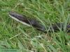 Black Ratsnake (Elaphe obsoleta) - Wiki