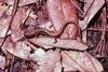 Dwarf Salamander (Eurycea quadridigitata) - Wiki