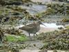 Whimbrel (Numenius phaeopus)  - Wiki