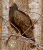Turkey Vulture (Cathartes aura) - Wiki