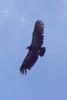 California Condor (Gymnogyps californianus) - Wiki