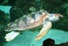 Loggerhead Sea Turtle (Caretta caretta) - Wiki