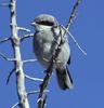 Loggerhead Shrike (Lanius ludovicianus) - Wiki