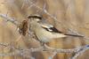 Great Grey Shrike (Lanius excubitor) - Wiki