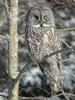Great Grey Owl (Strix nebulosa) - Wiki