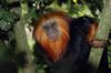 Golden-headed Lion Tamarin (Leontopithecus chrysomelas) - Wiki