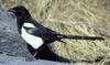 Black-billed Magpie (Pica pica) - Wiki