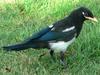 Yellow-billed Magpie (Pica nuttalli) - Wiki