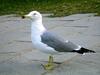 Black-tailed Gull (Larus crassirostris) - Wiki