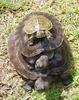 Mangrove Terrapin (Batagur baska) - Wiki