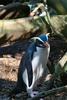 Fiordland Crested Penguin (Eudyptes pachyrhynchus) - Wiki