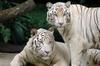 White Tiger (Panthera tigris tigris) - Wiki