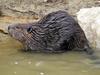American Beaver (Castor canadensis) - Wiki