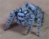 Jumping Spider (Salticidae) - Wiki