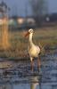 European White Stork (Ciconia ciconia) - Wiki