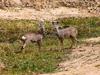 European Roe Deer (Capreolus capreolus) - Wiki