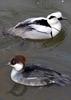 Smew (Mergellus albellus) - Wiki