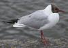 Black-headed Gull (Larus ridibundus) - Wiki