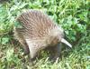 Western Long-beaked Echidna (Zaglossus bruijni) - Wiki