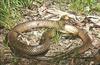 Eastern Brown Snake (Pseudonaja textilis) - Wiki