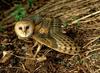 Barn Owl (Tyto alba) - Wiki