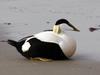 Common Eider (Somateria mollissima) - Wiki