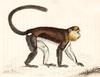 Mona Monkey (Cercopithecus mona) - Wiki