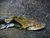 Reticulated Python (Python reticulatus) - Wiki