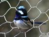 Superb Fairy-wren (Malurus cyaneus) - Wiki