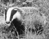 Eurasian Badger (Meles meles) - Wiki