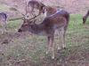 Fallow Deer (Dama dama) - Wiki