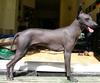 Peruvian Hairless Dog - Wiki