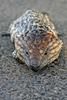 Shingleback / Stump-tailed Skink (Tiliqua rugosa) - Wiki