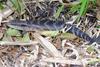 Eastern Blue-tongued Lizard (Tiliqua scincoides scincoides) - Wiki