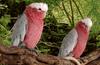 Galah Cockatoo (Eolophus roseicapilla) - Wiki