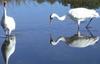 Whooping Crane (Grus americana) - Wiki