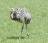 American Rhea (Rhea americana) - Wiki