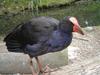 Purple Swamphen (Porphyrio porphyrio)