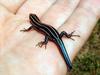 Five-lined Skink (Eumeces fasciatus) - Wiki