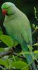 Rose-ringed Parakeet (Psittacula krameri) - Wiki