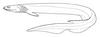 Frilled shark (Chlamydoselachus anguineus) - Wiki