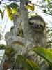 Brown-throated Three-toed Sloth (Bradypus variegatus) - Wiki