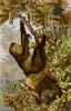 Linnaeus's Two-toed Sloth (Choloepus didactylus) - Wiki