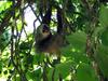 Hoffmann's Two-toed Sloth (Choloepus hoffmanni)