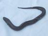 Two-toed Amphiuma (Amphiuma means) - Wiki